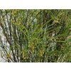 Rhamnus Fine Line (1)