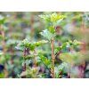 Meruzalka alpská 'Schmidt'  Ribes alpinum 'Schmidt'