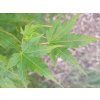 Javor dlanitolistý  Acer palmatum