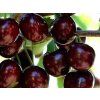 Třešeň 'Black Star'  Prunus avium 'Black Star'