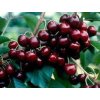 Třešeň 'Black Star'  Prunus avium 'Black Star'