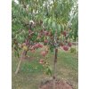 Broskvoň 'Sweet Dream'  Prunus persica 'Sweet Dream'