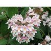 amabilis