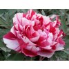 Pivoňka dřevitá 'Shima Nishiki'  Paeonia suffruticosa 'Shima Nishiki'