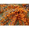 Rakytník řešetlákový 'Perčik'  Hippophae rhamnoides 'Perčik'