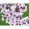Červená slivoň 'Hollywood'  Prunus cerasifera 'Hollywood'