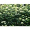 Hortenzie stromečkovitá Lime Rickey 'Smnhair' PBR  Hydrangea arborescens Lime Rickey 'Smnhair' PBR