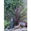 76941 1 dracinka red star cordyline australis red star