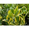 Euonymus Marieke (1)