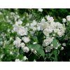 Pustoryl věncový 'Virginal'  Philadelphus coronarius 'Virginal'