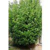 Bobkovi�e� l�ka�sk� �Rotundifolia� (Balen� kontejner C12, Tvar v��ka 100-125cm)