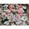 Dlužicha 'Glitter' - Heuchera 'Glitter'  Heuchera 'Glitter'