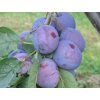 Švestka 'Mallard'  Prunus domestica 'Mallard'