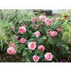 78900 1 ruze mary ann baleni kontejner c2
