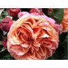 78900 ruze mary ann baleni kontejner c2