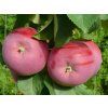 Jabloň sloupovitá 'Solo'  Malus domestica 'Solo'