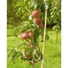 Jabloň sloupovitá 'Inese'  Malus domestica 'Inese'