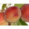 Broskvoň 'Maira'  Prunus persica 'Maira'
