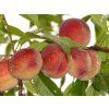 Broskvoň 'Maira'  Prunus persica 'Maira'