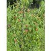 Broskvoň 'Sočnyj'  Prunus persica 'Sočnyj'