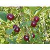 Višeň zakrslá 'Kerr's cherry'  Prunus x kerrasis