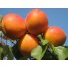 79095 merunka early orange baleni prostokorenny stromek podnoz myrobalan