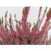 Calluna vulgaris Svenja (2)