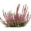 Calluna vulgaris Svenja (1)