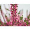 Calluna vulgaris Svenja (3)