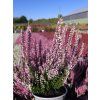 Calluna vulgaris Michelle (5)