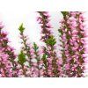 Calluna vulgaris Michelle (3)