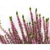 Calluna vulgaris Michelle (1)