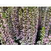 Calluna vulgaris Michelle (1)