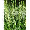 Calluna vulgaris Veluwe (1)