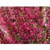 Calluna vulgaris Sylke (2)