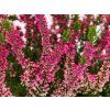 Calluna vulgaris Sylke (1)