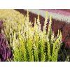 Calluna vulgaris Agneta (1)