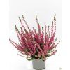 Calluna vulgaris Selly (2)