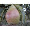 Hrušeň 'Charneuská'  Pyrus pyrifolia 'Charneuská'