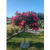 Stromková růže 'Uetersens Rosenkönigin'  Rosa 'Uetersens Rosenkönigin'