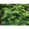 Javor dlanitolistý 'Mikawa-Yatsubusa'  Acer palmatum 'Mikawa-Yatsubusa'