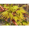 Javor dlanitolistý 'Sangokaku'  Acer palmatum 'Sangokaku'
