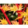 Javor dlanitolistý 'Sangokaku'  Acer palmatum 'Sangokaku'