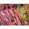 Javor dlanitolistý 'Sangokaku'  Acer palmatum 'Sangokaku'