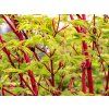 Javor dlanitolistý 'Sangokaku'  Acer palmatum 'Sangokaku'