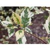 Betula nigra Shiloh Splash (1)