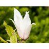 Magnolia Chang Hua (1)