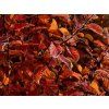 Habr obecný 'Orange Retz' (Balení C31, Tvar výška 175-200cm)