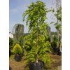 carpinus pendula2