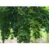 carpinus